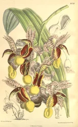 Illustration av Catasetum Galeritum